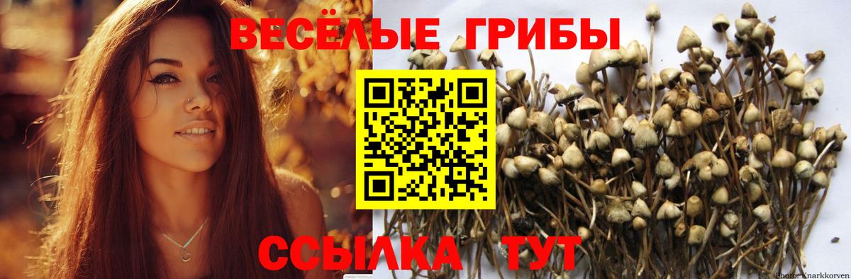 Галлюциногенные грибы Psilocybe  Псилоцибиновые грибы мицелий  Вход с VPN  Чернушка 